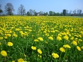 Alp Rohr_Hoehenweg_Chueweid 25 04 2010 (10)